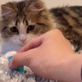 おもちゃを見つめる猫→おもちゃが後方に勢いよく飛んで行くと、見失っ…