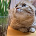 離れたくない～！猫草に魅了されてしまった猫ちゃん♡