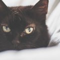 猫に『愛がないニャ…』と思われる飼い主がしている行動４つ