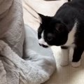 生まれて初めての『こたつ』を体験した猫→翌日になると……微笑ましすぎる光…