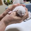 育たないかも…生後1日で捨てられた子猫の命をつなぐ！『必死に生きよ…