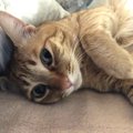 猫と信頼関係が築けているか確認するチェック項目5つ