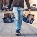 猫を連れて避難する『同行避難と同伴避難』の違いとは？災害に備えて知っ…