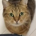 魚を焼いていると、近くにやってきた猫→椅子の上に乗って…『可愛すぎる行…