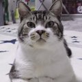 カメラのレンズをひたすらジーッ！いきなり始まる猫ちゃんとにらめっ…