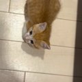 爆睡中の子猫のそばを離れた飼い主→気づいたら『足元』にいて…キュン…