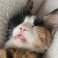お家に迎えられて4日目の猫→警戒心が完全に解けた結果…まさかの『可愛…