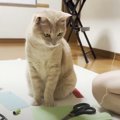 家庭科の宿題に取り組む息子のとなりで……猫が見せた『可愛すぎる行動…