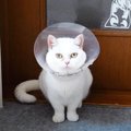 ケガで特別待遇？になった猫さん