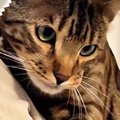 兄弟猫を一匹ずつ抱っこしてみたら…想像以上の『反応の違い』に笑って…