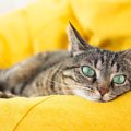 猫に飽きられる飼い主のダメ習慣4つ