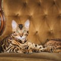 世界一高い猫は？高価な猫ベスト4