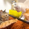 ２匹の保護子猫→先住猫と初対面したら、顔を近づけて…微笑ましい『ご…