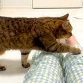床に座って休憩する飼い主→甘えん坊のネコが４本の足で…『理不尽な行動』…