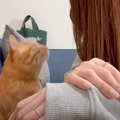 元野良猫がママに『かまってアピール』をした結果…『独特なおねだり』…