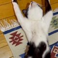 『怖すぎる』仰向けの状態で寝ていた猫→顔を覗き込んでみたら…衝撃の『表…