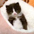 子猫に新しいベッドをプレゼントしてみたら…衝撃の尊さに限界を迎えて…