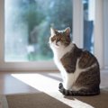 猫の『座り方の変化』でわかる病気4つ　いつもと違うと感じたら疑うべきこ…