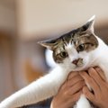 猫の飼い主が『見逃しがち』な5つのこと