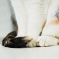 猫の『しっぽ』に生じるケガや病気4つ　異常が起きているサインや適切な対…