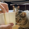 性格でこんなにも違う！猫ちゃんのシャッフルゲーム♪