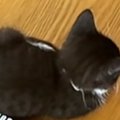 リモコンの隣でくつろぐ赤ちゃん猫→大きさを比べると…想像以上に『愛おし…