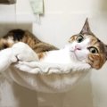 猫が『最高に幸せ！』と思ってくれる環境５選