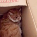 下半身不随の『ビビリな保護猫』成長記録を付けたら…徐々に”心を開く…