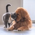 『猫と犬』を仲良く同居させるためのポイント3つ　どちらが先か後かで…