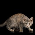 猫に『不信感』を抱かせる飼い主のNG行動５つ