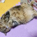 猫は飼い主の言葉が分かる？対応で分かる３つの気持ち