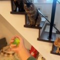 猫3匹の前で『ヨーヨー』を披露してみたら…見事な反応と『温度差ありすぎ…