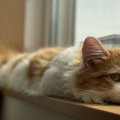 春こそ「猫の熱中症」に気を付けて！