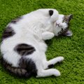猫が『仰向け』で寝転がっているときの理由5つ　どんな意味があるの？…