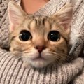 猫との愛をもっと深める方法５つ