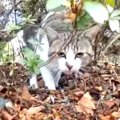 捨てられても人間大好きな野良猫…ずっとのお家で幸せな猫生へ！