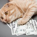 超リッチ、フォロワー数世界一…うらやましすぎる『スーパーセレブな猫…