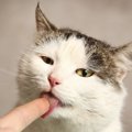 猫の舌が『ザラザラ』している理由4つ　実は重要な役割があった！