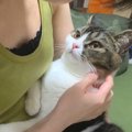 息子猫が『怒ってるパパ』を見たら…『ガチ凹みする様子』が可愛すぎる…