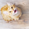 猫があなたを『見つめて鳴いている』ときの理由3選　伝えている気持ちの見…