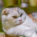 猫が『本当につらい時』にしている行動５選！もしかしたら病気になっ…