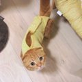 悲しいお知らせ･･･？愛猫のチャームポイントとお別れする日が到来！『…