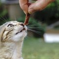 猫にNGな『おやつを与えるタイミング』３選