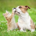 猫と犬を一緒に飼うときに注意すること　同居のストレスや相性に気を…