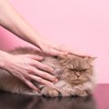 実は猫を悩ませている『飼い主のダメな行動』4選　心当たりがあったら…