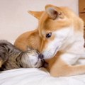 『柴犬が帰宅すると嬉しそうに近づく猫』仲良しすぎる2匹に179万人が…