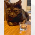 猫を『晩酌』に誘おうと水を入れてあげたら…思いもよらない『まさかすぎる…