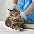 出血を繰り返す猫の足…原因は『皮膚リンパ管の奇形』だった！【獣医師執筆】