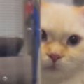 炭酸水が入っているペットボトル越しに『猫を見た』結果…衝撃的すぎる…