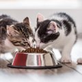 猫が好みやすい『ご飯の食器』５選！トラブルを招く使い方をチェック！